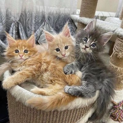 sm_gorgeous_mainecoon_cattery__1708116765_3304245377619105666_5389333119